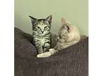 Dusty, Domestic Shorthair For Adoption In Anoka, Minnesota