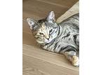 Rainbow, Domestic Shorthair For Adoption In Anoka, Minnesota