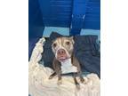 Chance, American Pit Bull Terrier For Adoption In Newport News, Virginia