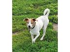 Jack, Terrier (unknown Type, Medium) For Adoption In Detroit Lakes, Minnesota