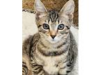Zelda, Domestic Shorthair For Adoption In Pitman, New Jersey