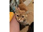 Marmalade, Domestic Shorthair For Adoption In Cleveland, Ohio