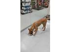 Falcon, Terrier (unknown Type, Medium) For Adoption In Langley, British Columbia