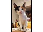 Tamara, Domestic Shorthair For Adoption In Manchester, New Hampshire
