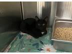 Alfy, Domestic Shorthair For Adoption In Covington, Georgia