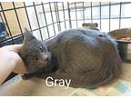 Gray, Domestic Shorthair For Adoption In St. James, Minnesota