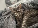 Beebee, Domestic Shorthair For Adoption In Union Grove, Wisconsin