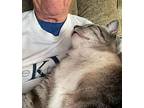 Teo - Urgent!!!, Tabby For Adoption In Clarksville, Indiana