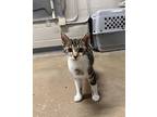 Little Bit, Tabby For Adoption In Cincinnati, Ohio