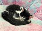 Elmer, Domestic Shorthair For Adoption In Columbus, Ohio