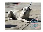 Coh Anna, Labrador Retriever For Adoption In Inglewood, California