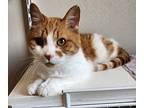Kitkat, Domestic Shorthair For Adoption In Fremont, Ohio
