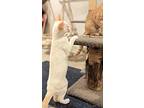 Mozzarella, Siamese For Adoption In Apex, North Carolina