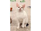 Ricotta, Domestic Shorthair For Adoption In Apex, North Carolina