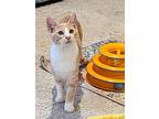 Manchego, Domestic Shorthair For Adoption In Apex, North Carolina