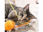 Fontina, Domestic Shorthair For Adoption In Apex, North Carolina