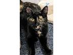 Asiago, Domestic Shorthair For Adoption In Apex, North Carolina