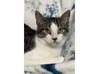 Whit, Domestic Shorthair For Adoption In Panama City Beach, Florida