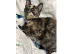Cupcake, Domestic Shorthair For Adoption In Panama City Beach, Florida