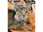 Tiny, Domestic Shorthair For Adoption In Panama City Beach, Florida