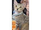 Gidget, Domestic Shorthair For Adoption In Panama City Beach, Florida