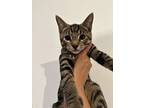 Didi, American Shorthair For Adoption In Torrance, California