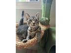 Mimi, American Shorthair For Adoption In Torrance, California