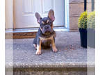 French Bulldog PUPPY FOR SALE ADN-841221 - French bulldog Female AKC