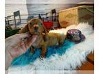 Dachshund PUPPY FOR SALE ADN-841201 - Reds and Isabella Minis Nationwide