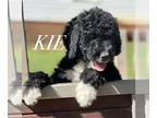 Bernedoodle PUPPY FOR SALE ADN-841181 - Bernedoodle puppies