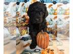 Goldendoodle PUPPY FOR SALE ADN-841177 - BLACK GOLDEN DOODLES