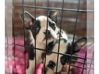 Boston Terrier PUPPY FOR SALE ADN-841172 - A litter That Came From Love