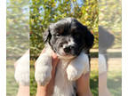 Border-Aussie PUPPY FOR SALE ADN-841159 - Border Collie Aussie Puppies