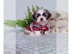 Shih Tzu PUPPY FOR SALE ADN-841157 - Nice litter of Shih tzus