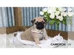 Pug PUPPY FOR SALE ADN-841093 - Tiny little pug puppies in Clare Michigan