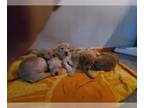 Goldendoodle PUPPY FOR SALE ADN-841143 - STELLAS SECOND LITTER