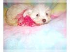 Schnauzer (Miniature) PUPPY FOR SALE ADN-841137 - MINI SCHNAUZER