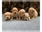 Golden Retriever PUPPY FOR SALE ADN-841128 - Golden Retriever Puppies