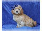 Cavapoo PUPPY FOR SALE ADN-841122 - Dillon Cavapoo Pup