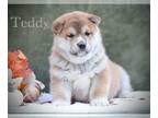 Shiba Inu PUPPY FOR SALE ADN-841107 - Teddy