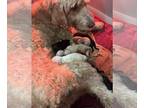 Goldendoodle PUPPY FOR SALE ADN-841098 - Black Cream and Golden Goldendoodles