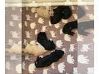 Goldendoodle PUPPY FOR SALE ADN-841096 - GORGEOUS GOLDEN DOODLES