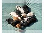 Doodle-Goldendoodle Mix PUPPY FOR SALE ADN-841095 - Mini DoodlesGolden Doodle