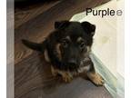 German Shepherd Dog PUPPY FOR SALE ADN-841075 - Long haired black tan female