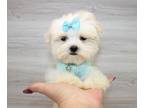Maltese PUPPY FOR SALE ADN-841033 - Teacup Maltese Puppy For Sale