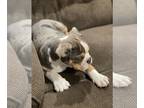 Olde English Bulldogge PUPPY FOR SALE ADN-840994 - Ready to go