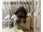 Goldendoodle PUPPY FOR SALE ADN-840993 - Casper and Luna puppies