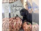Labrador Retriever PUPPY FOR SALE ADN-840988 - Annie