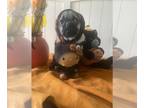 Pug PUPPY FOR SALE ADN-840982 - Pug fawn male