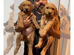 Double Doodle PUPPY FOR SALE ADN-840981 - Double Doodles